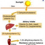 Cycle of receive nutrients from the sun