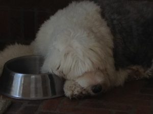 our Old English Sheepdog