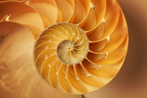 inside of nautilus shell showing spiral-img-blog